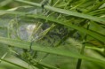 /album/pisauridae/pisaura-mirabilis-juvenile-jpg/